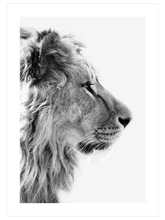 Siyah Beyaz Aslan - Art Print